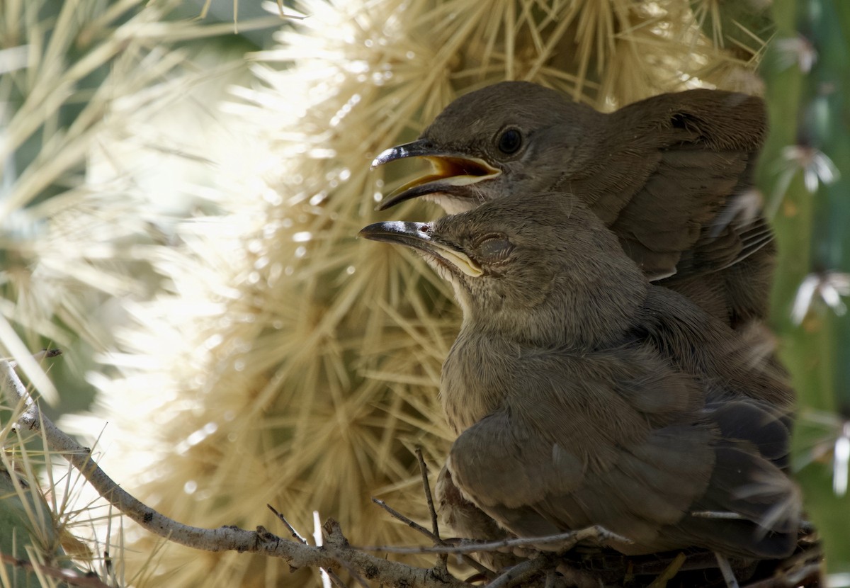 Curve-billed Thrasher - John Arthur