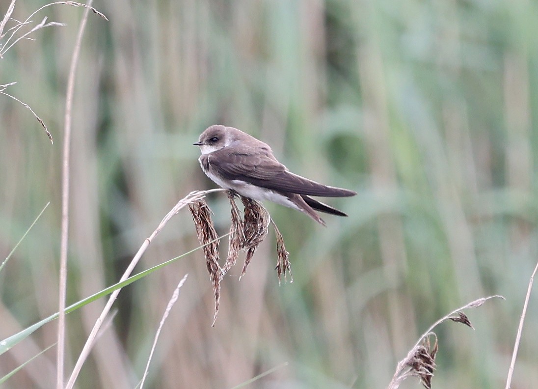 Bank Swallow - Ashley Banwell