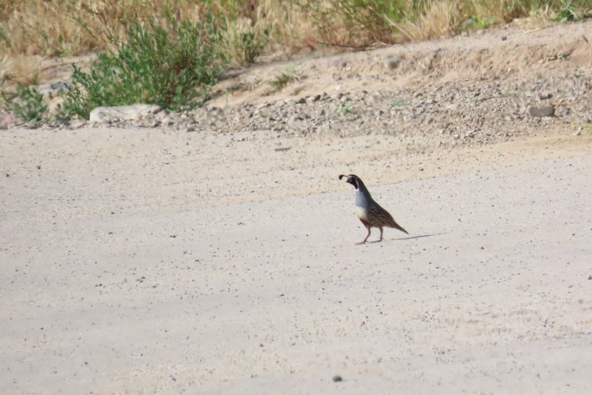 California Quail - ML619330670