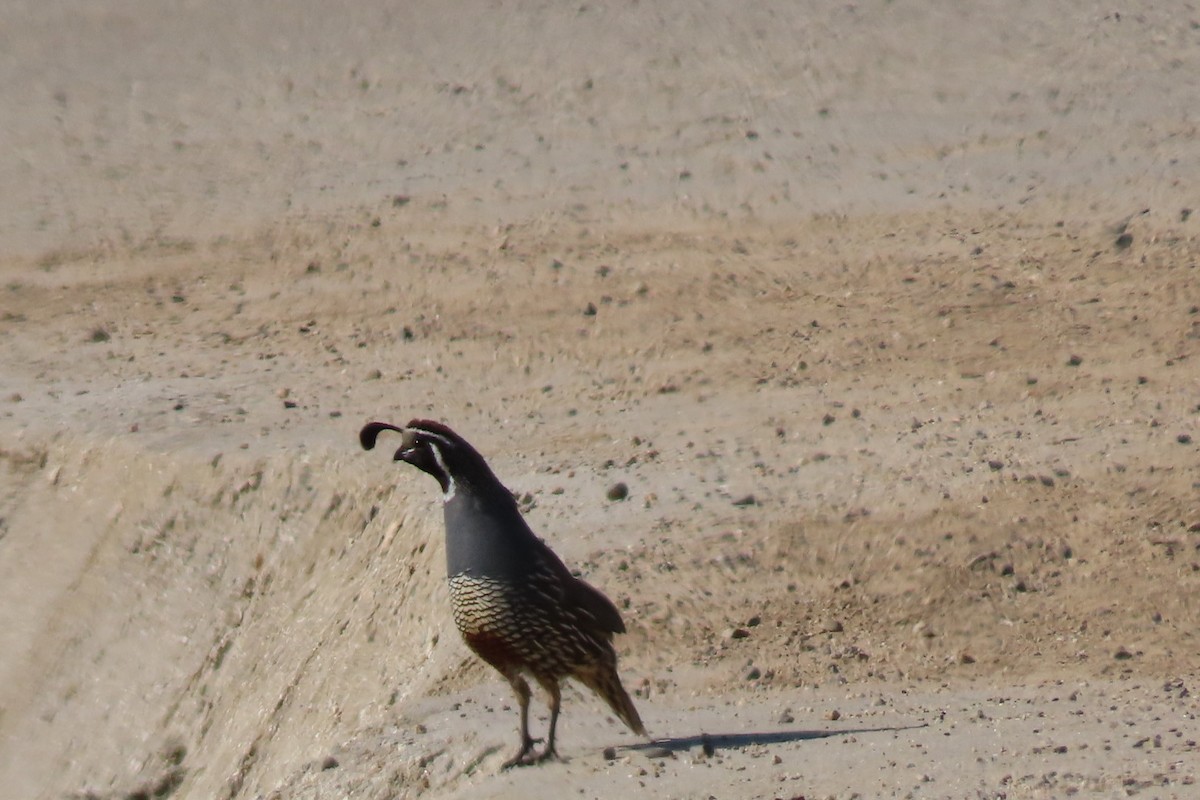 California Quail - Rita Phillips