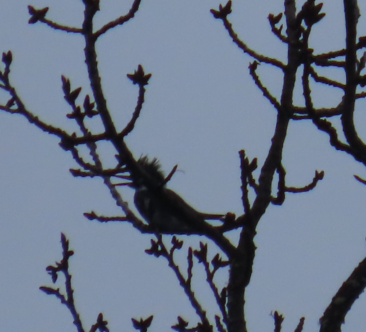 Belted Kingfisher - Laura Burke