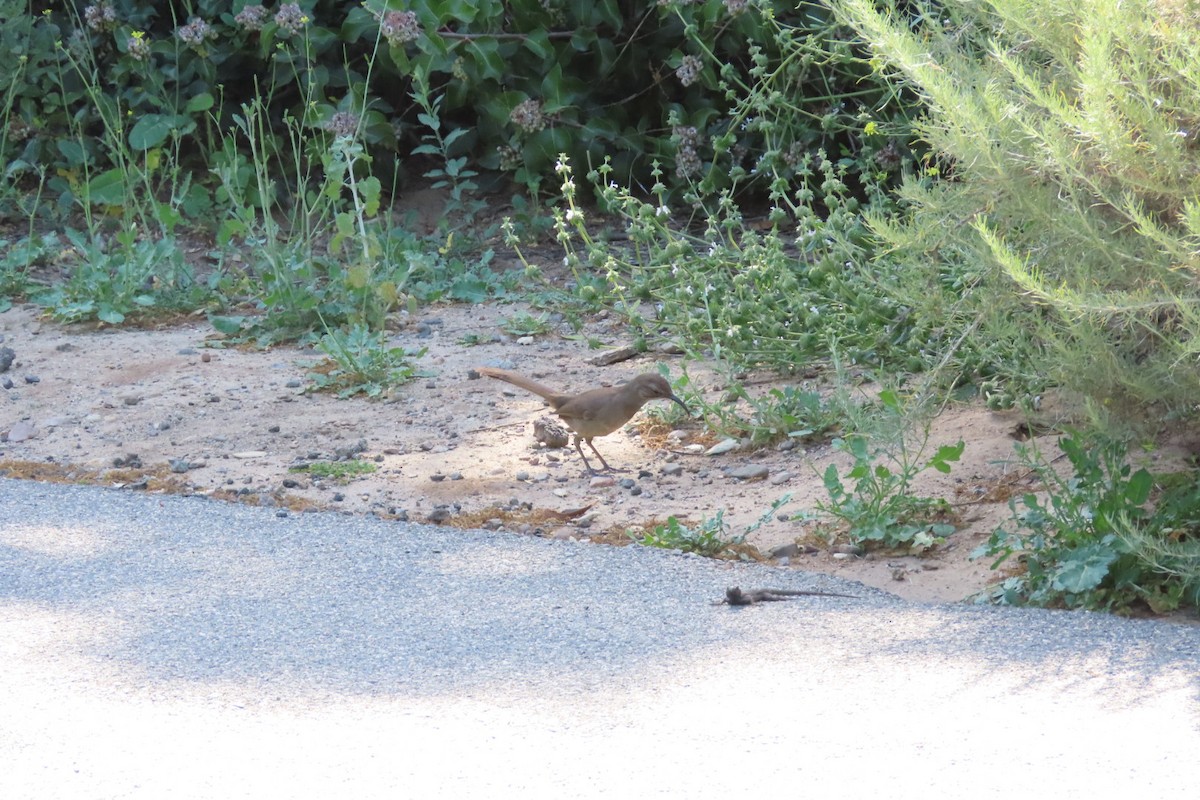 California Thrasher - Rita Phillips