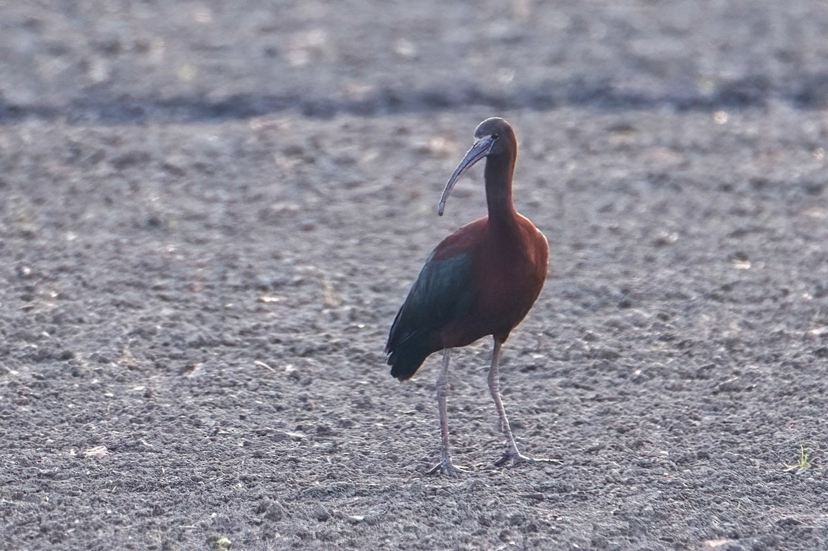 Glossy Ibis - ML619330685