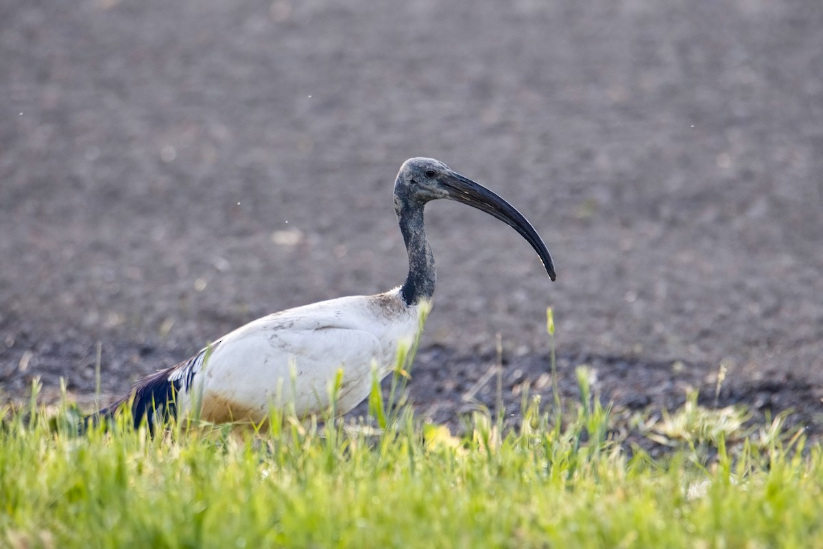 African Sacred Ibis - A W