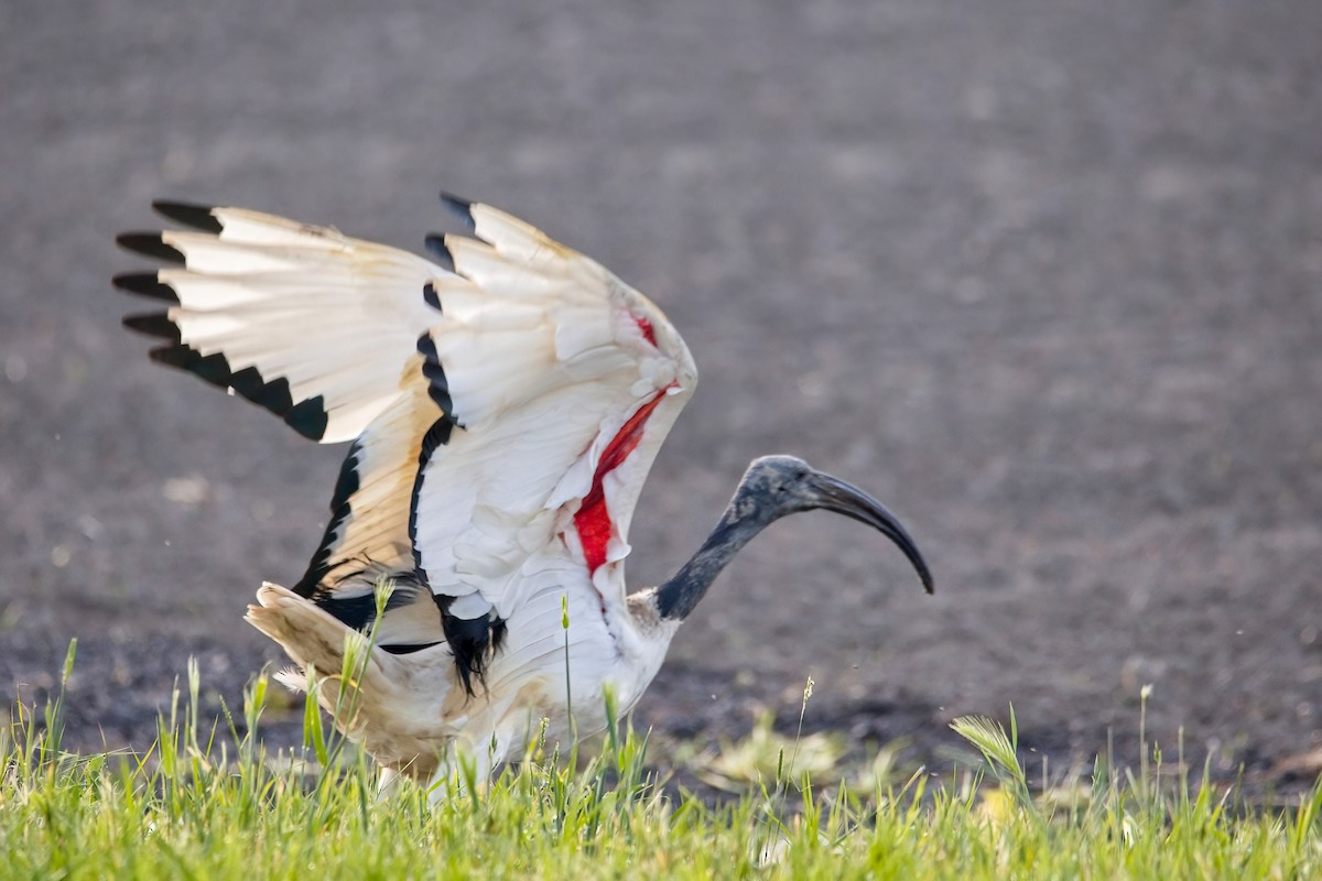 African Sacred Ibis - A W