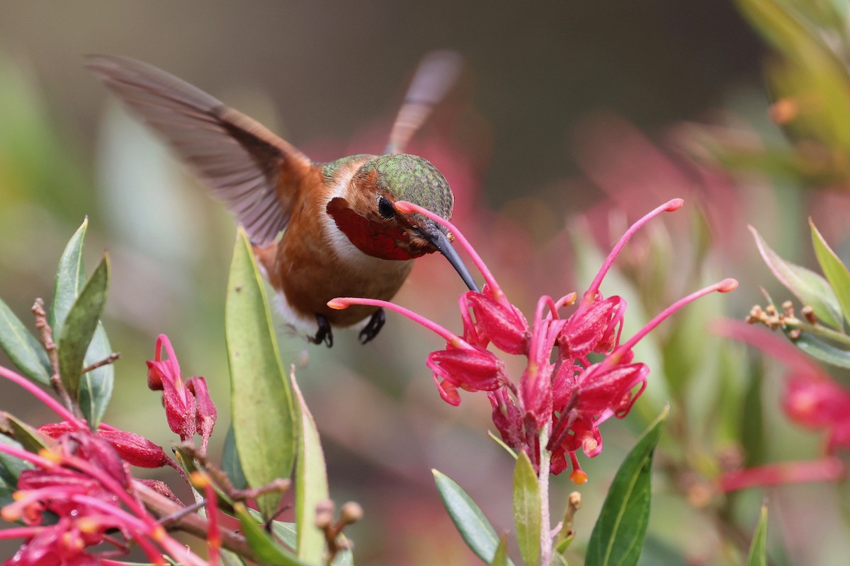 Allen's Hummingbird - vijay t