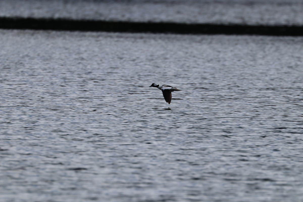 Bufflehead - Sarah von Innerebner