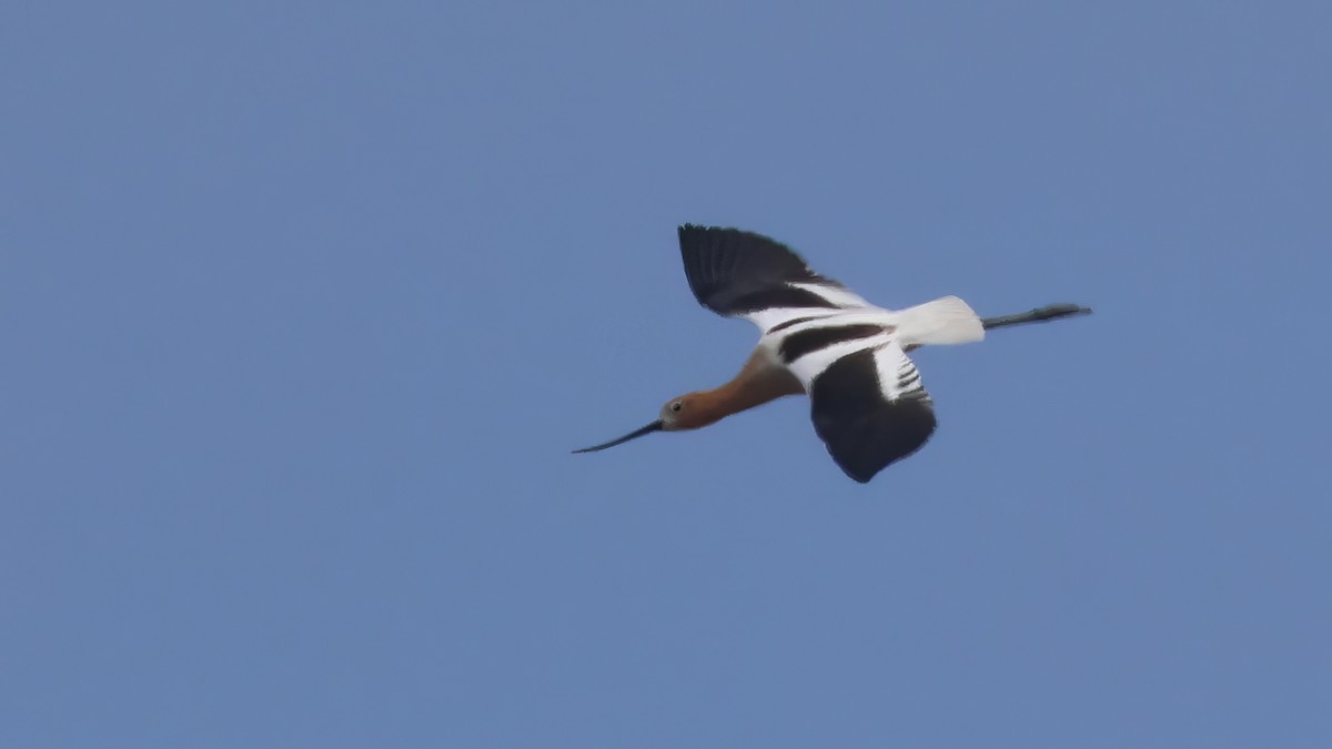 American Avocet - Alistair Skinner