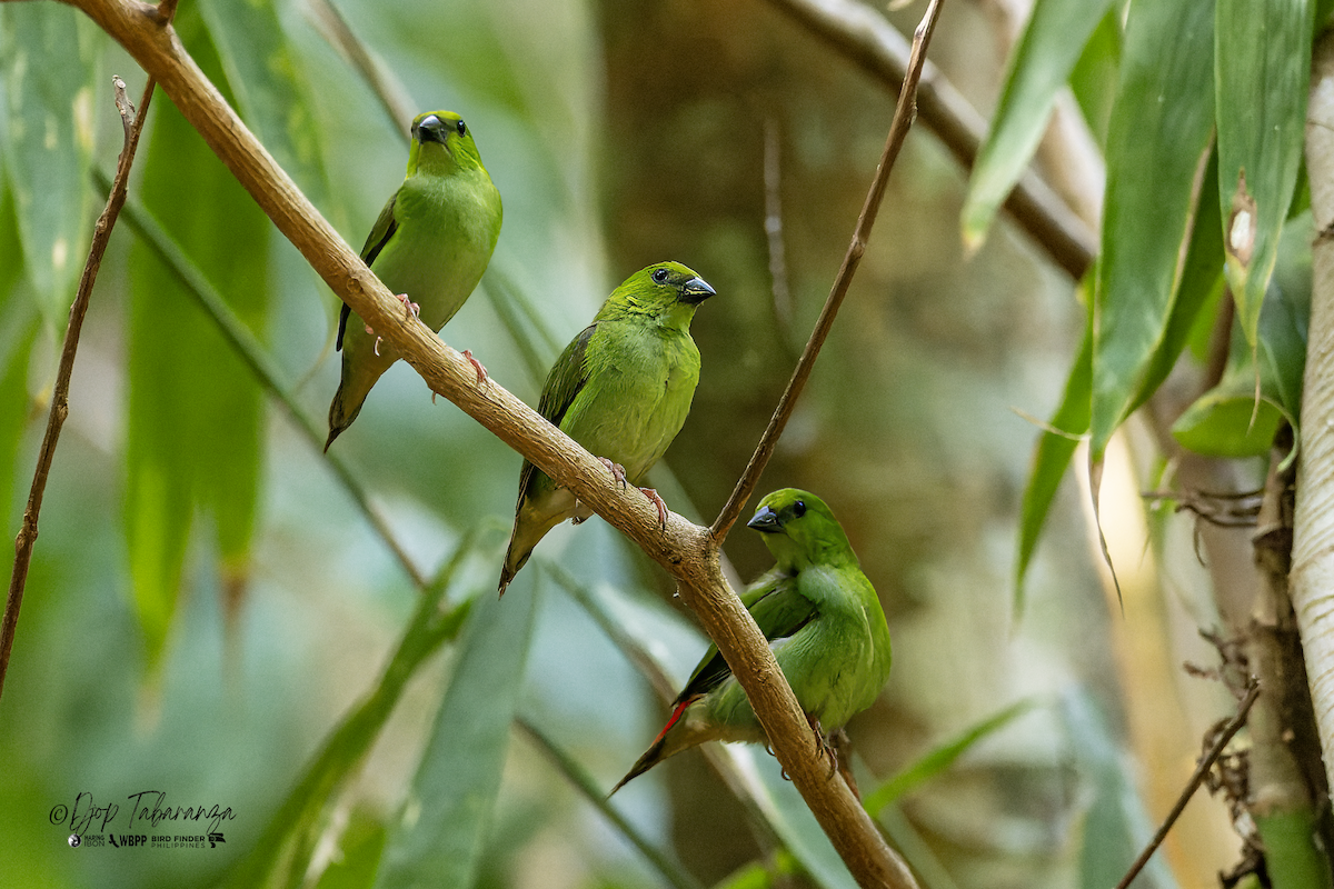 Green-faced Parrotfinch - Djop Tabaranza