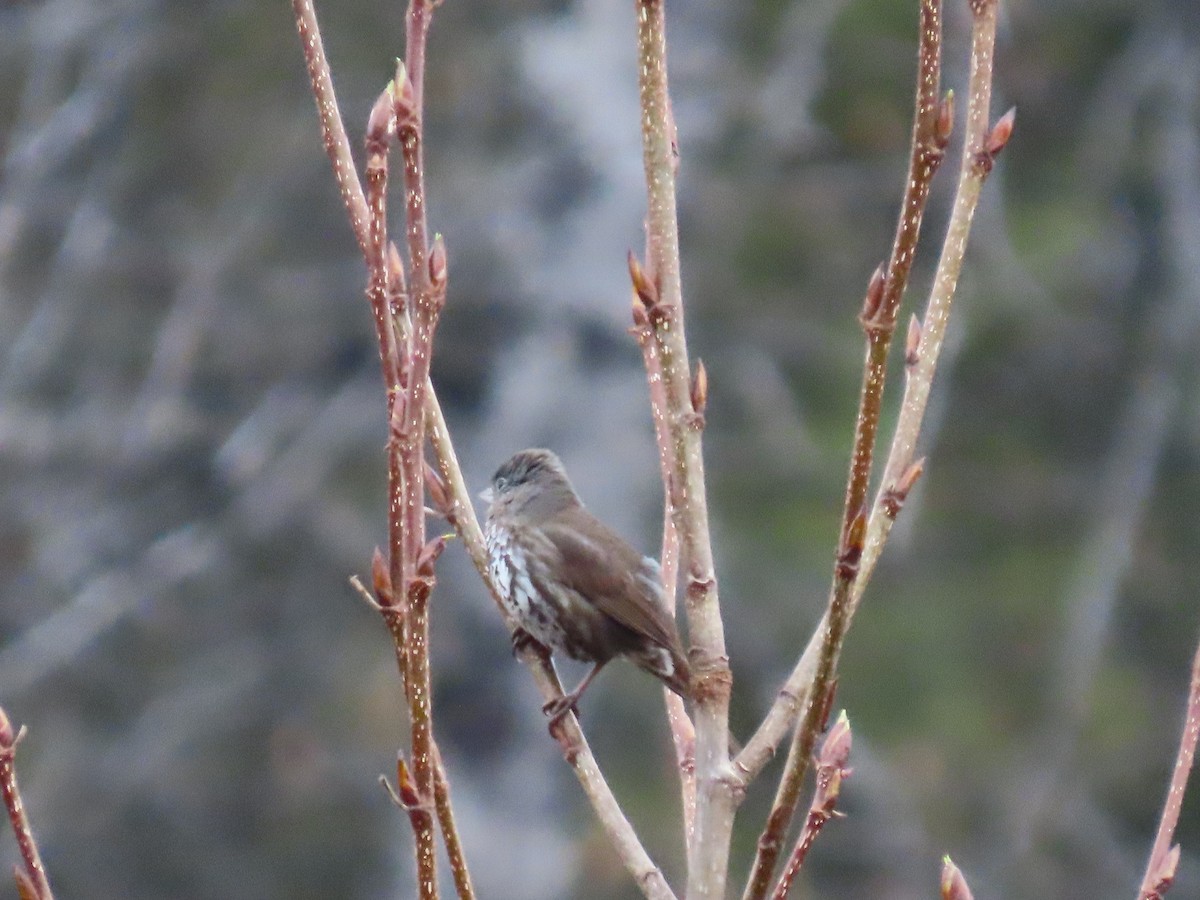 Fox Sparrow - Laura Burke