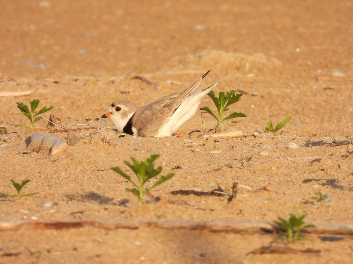 Piping Plover - Lin Johnston