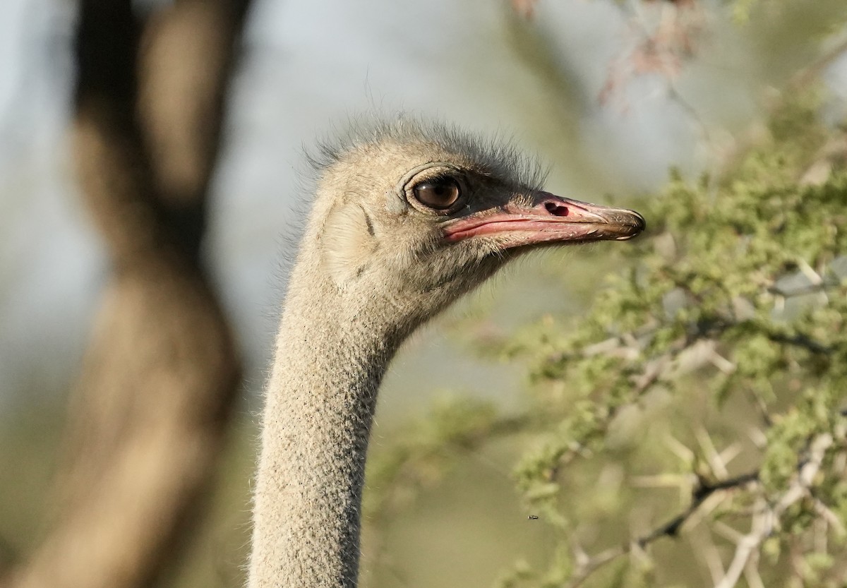 Common Ostrich - ML619330733