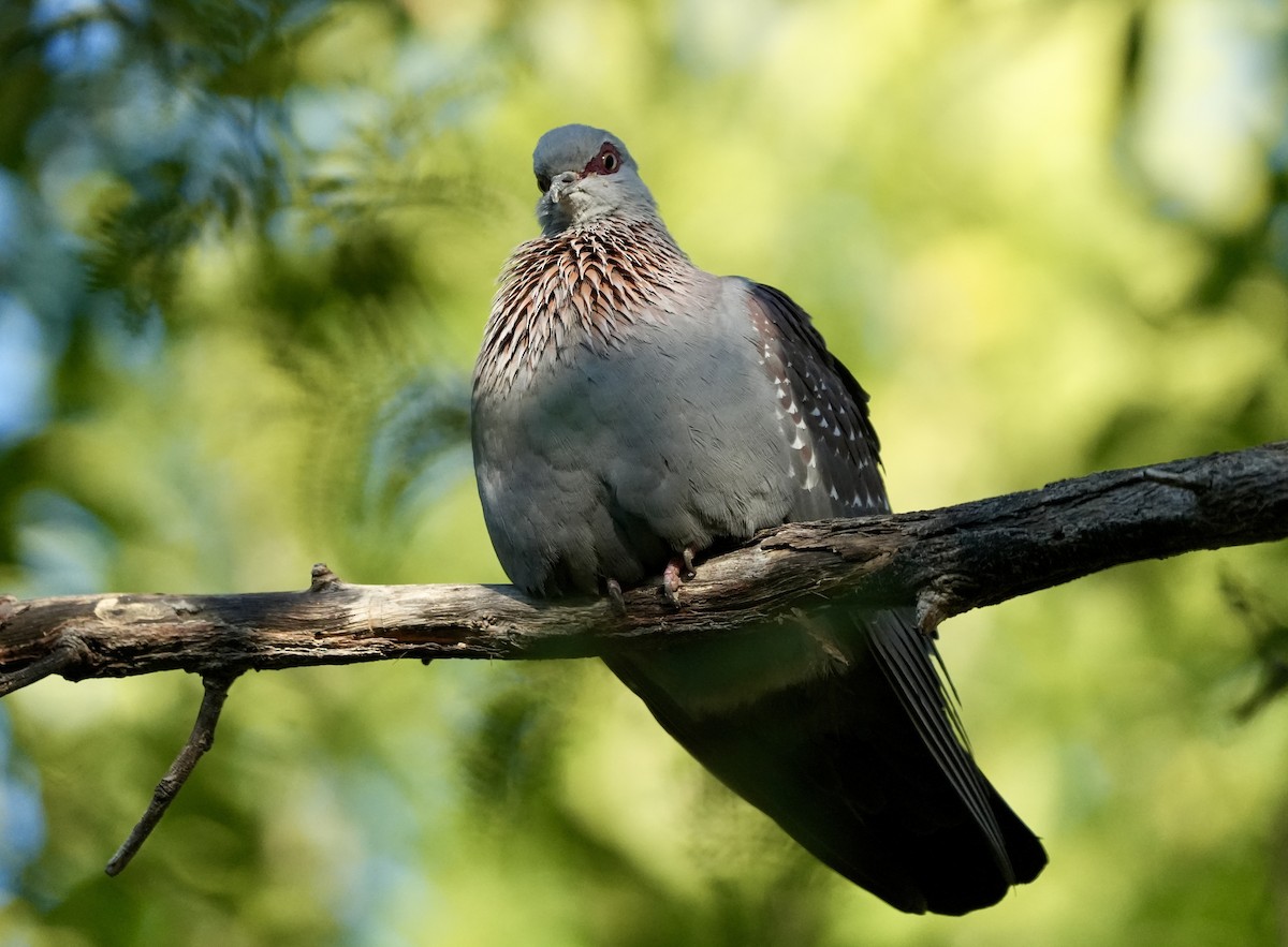 Speckled Pigeon - Anthony Schlencker