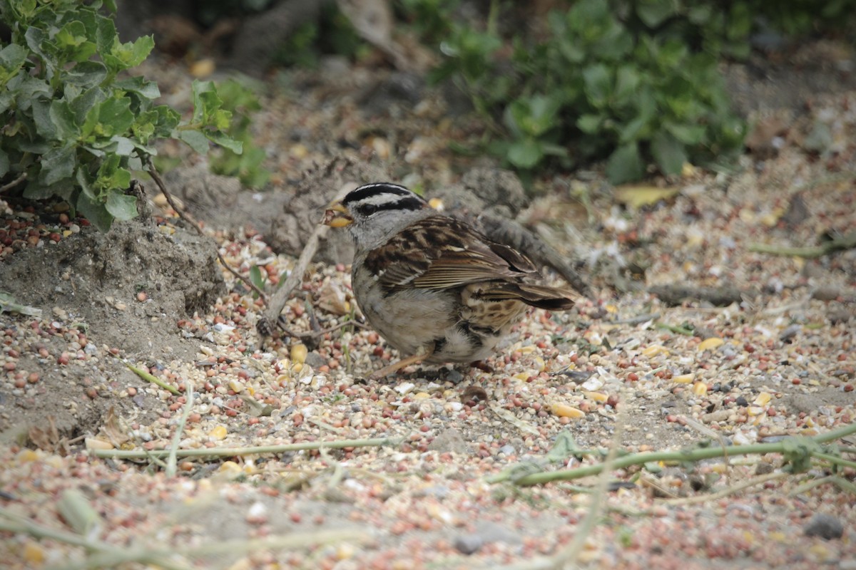 White-crowned Sparrow - ML619330743