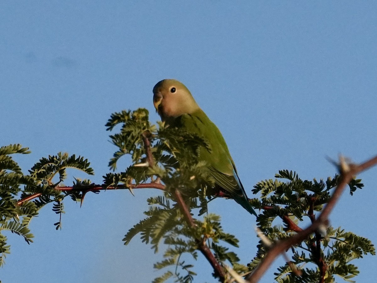 Rosy-faced Lovebird - Anthony Schlencker