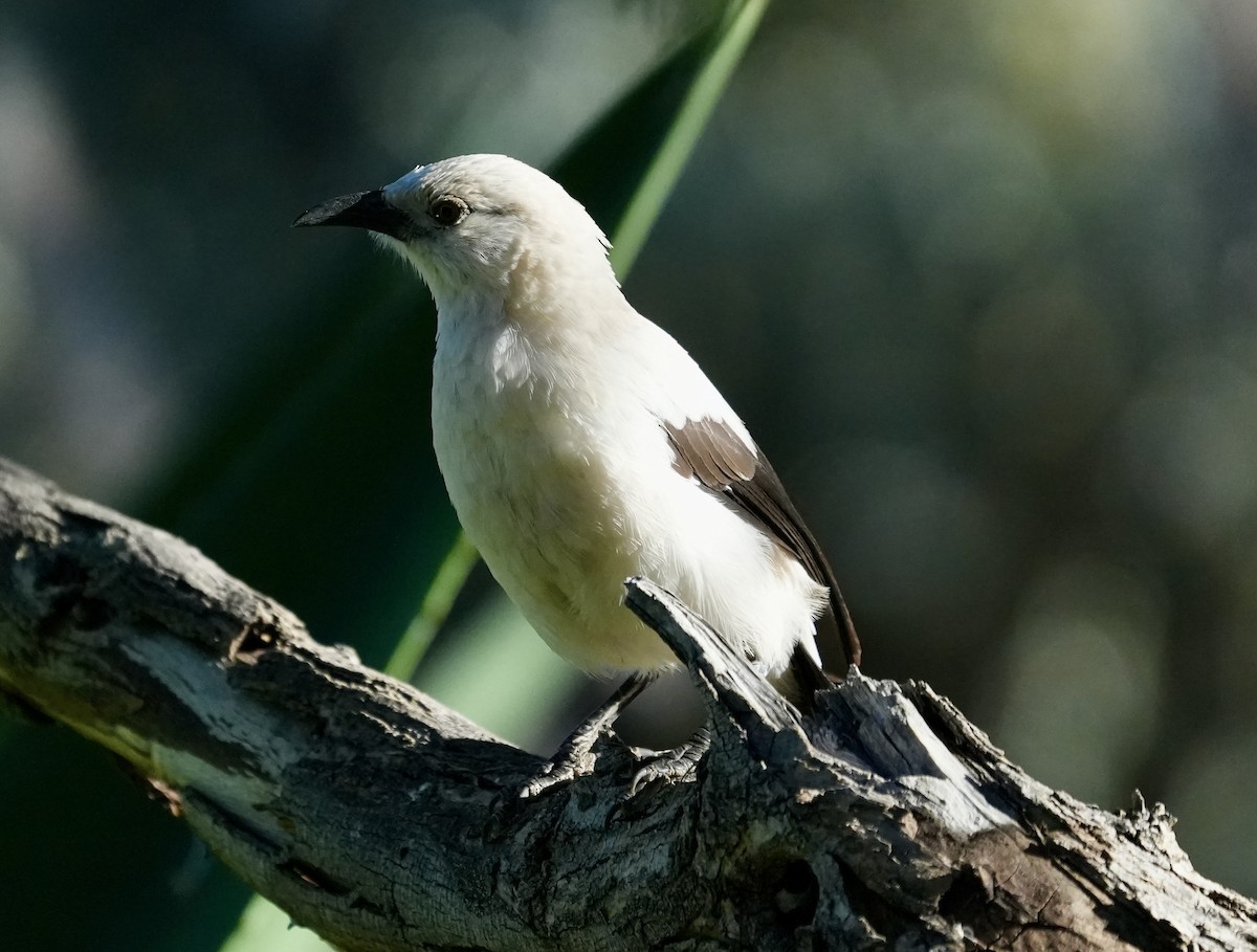 Southern Pied-Babbler - ML619330750