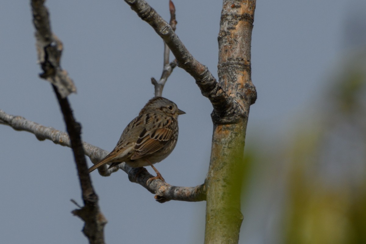 Lincoln's Sparrow - Jeremiah Fisher