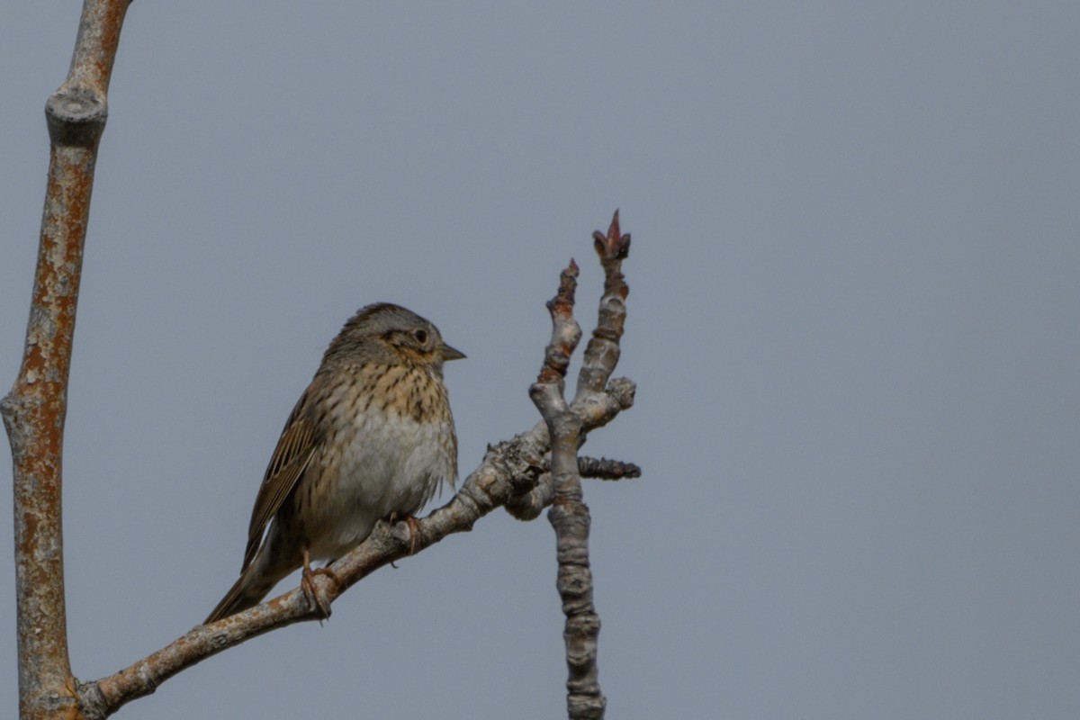 Lincoln's Sparrow - ML619330753