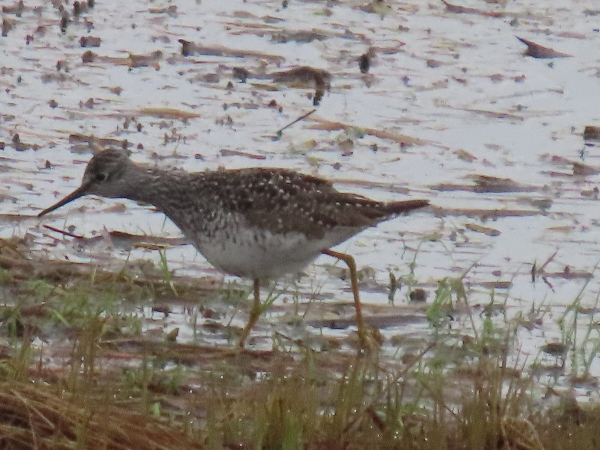 Lesser Yellowlegs - Laura Burke