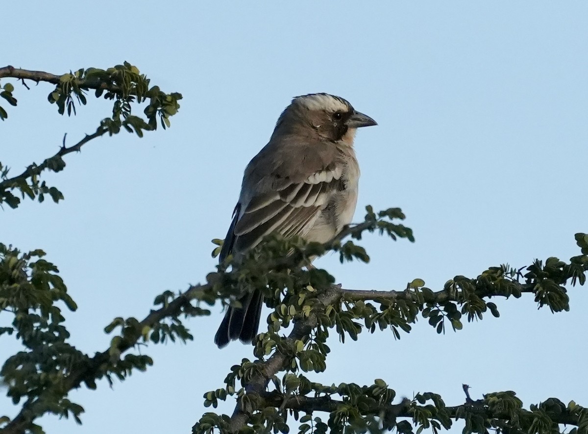 White-browed Sparrow-Weaver - Anthony Schlencker
