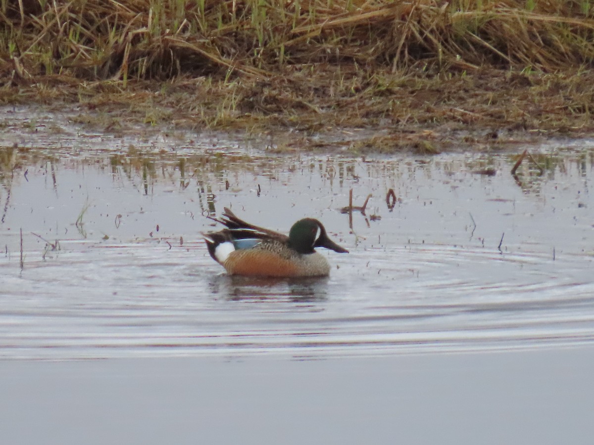 Blue-winged Teal x Northern Shoveler (hybrid) - ML619330799