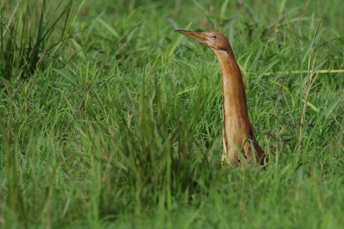 Cinnamon Bittern - ML619330809