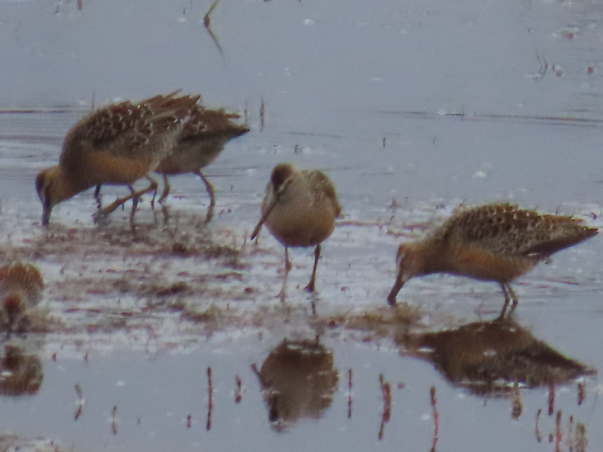 Short-billed Dowitcher - Laura Burke