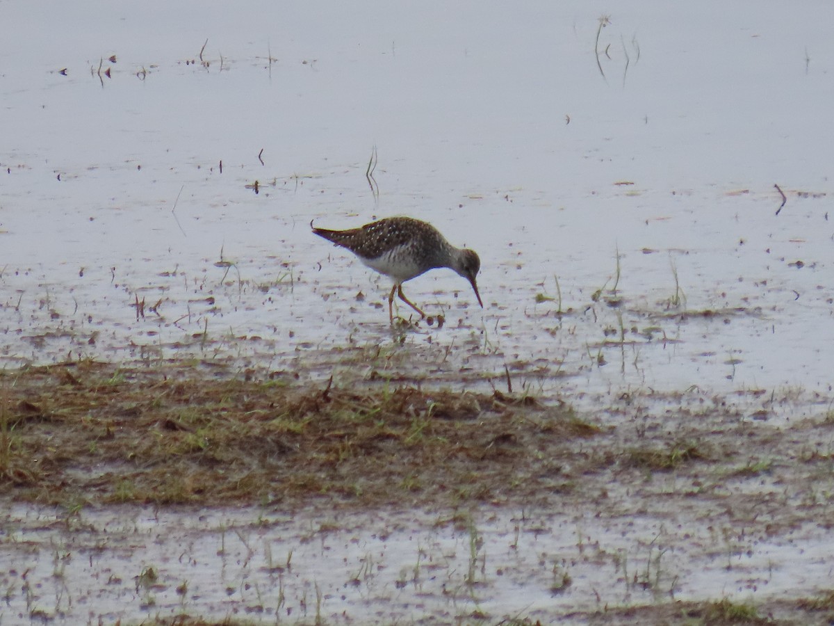 Lesser Yellowlegs - Laura Burke