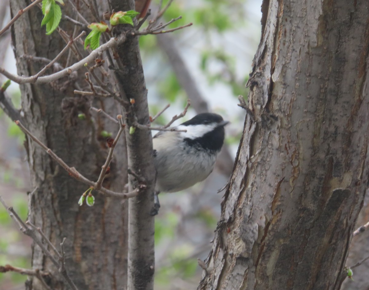 Black-capped Chickadee - Violet Kosack