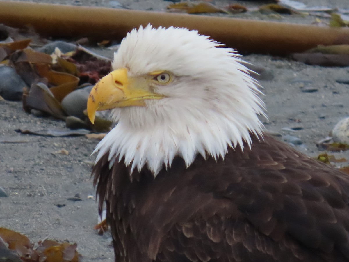 Bald Eagle - Laura Burke