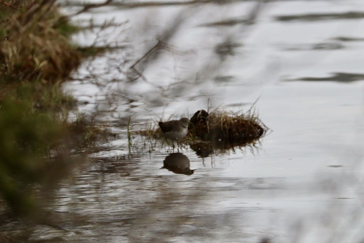 Solitary Sandpiper - Sarah von Innerebner