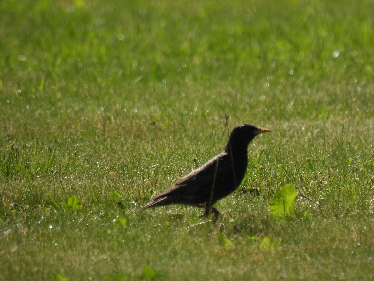 European Starling - Mike Coulson