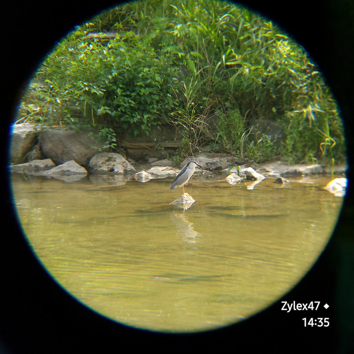 Black-crowned Night Heron (Eurasian) - Dusky Thrush