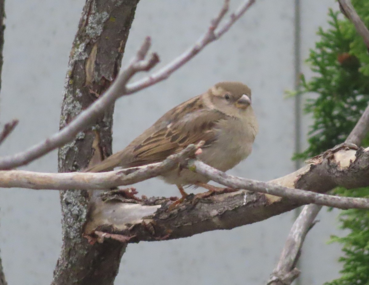 House Sparrow - Violet Kosack