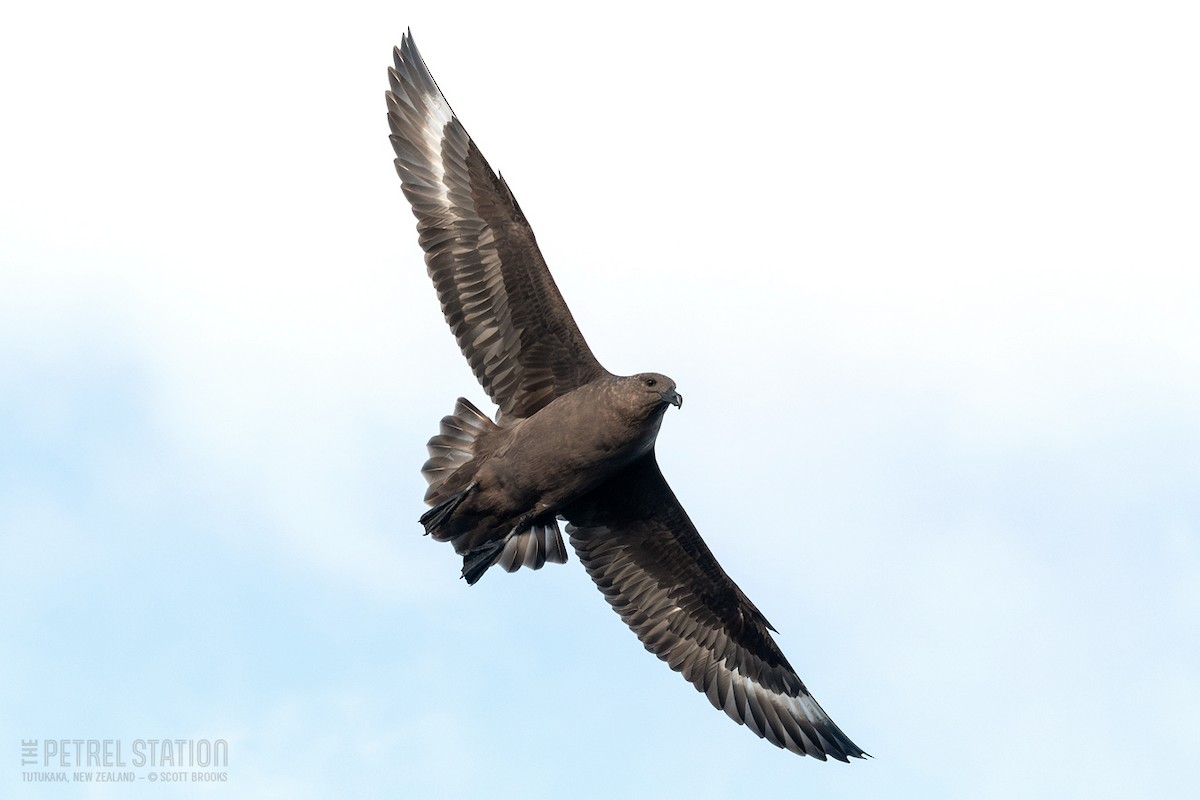 Brown Skua (Subantarctic) - ML619330886