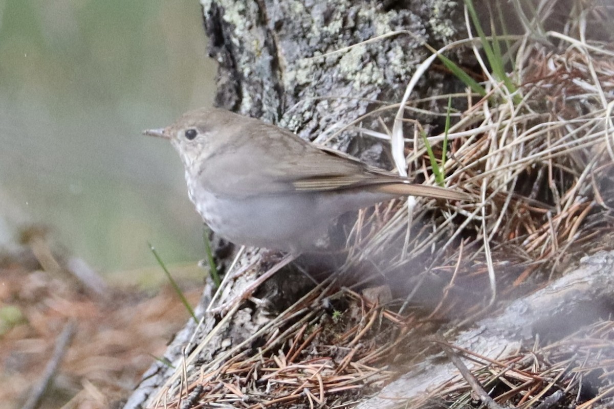 Hermit Thrush - Sarah von Innerebner