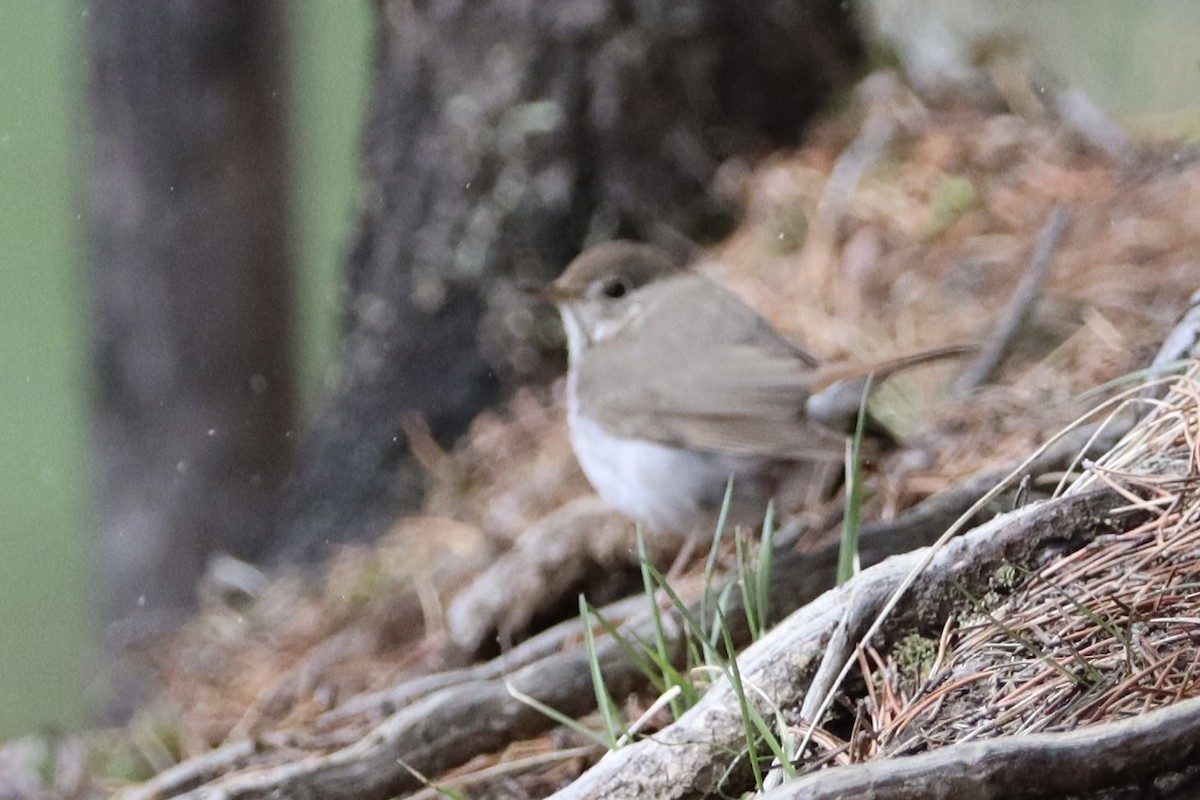 Hermit Thrush - Sarah von Innerebner