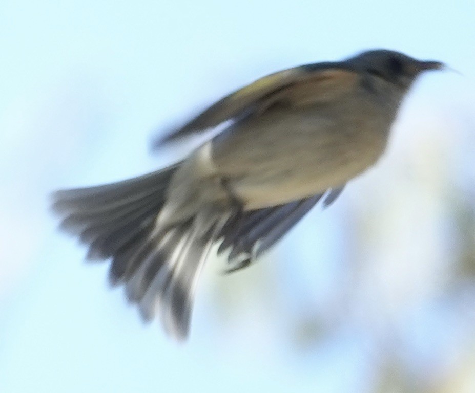 Fuscous Honeyeater - Robert Morison and Joyce Ives