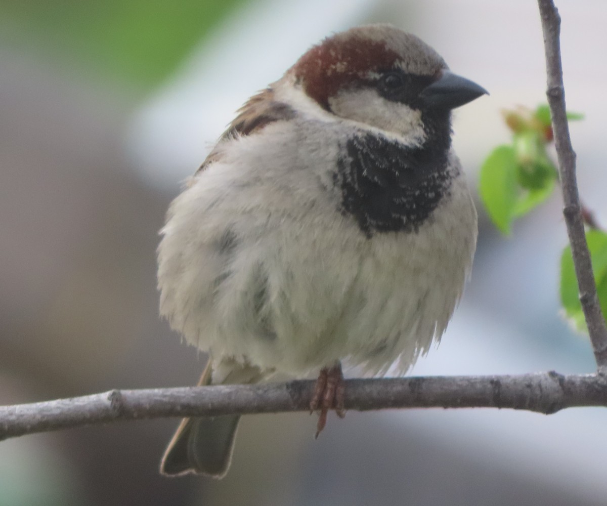 House Sparrow - Violet Kosack