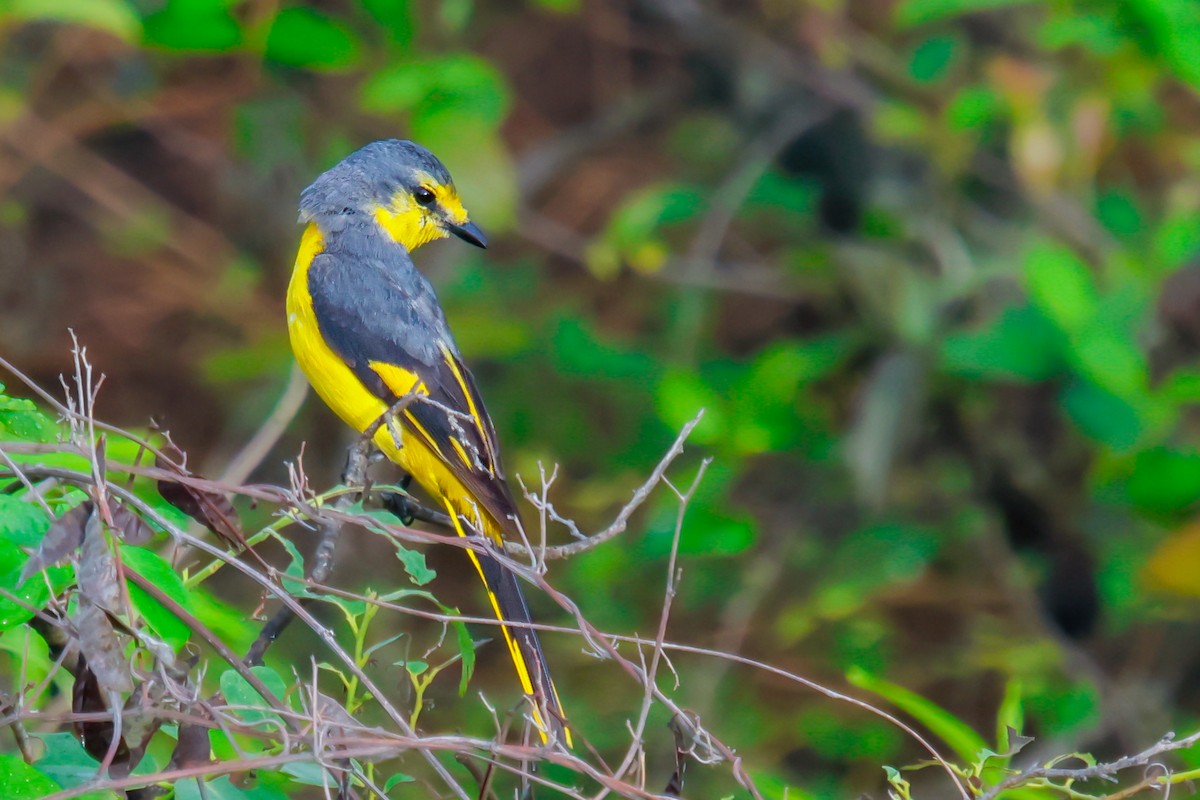 Orange Minivet - Vikram S