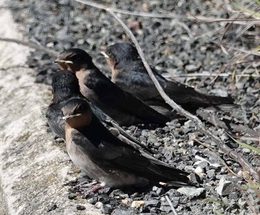 Welcome Swallow - Robert Morison and Joyce Ives