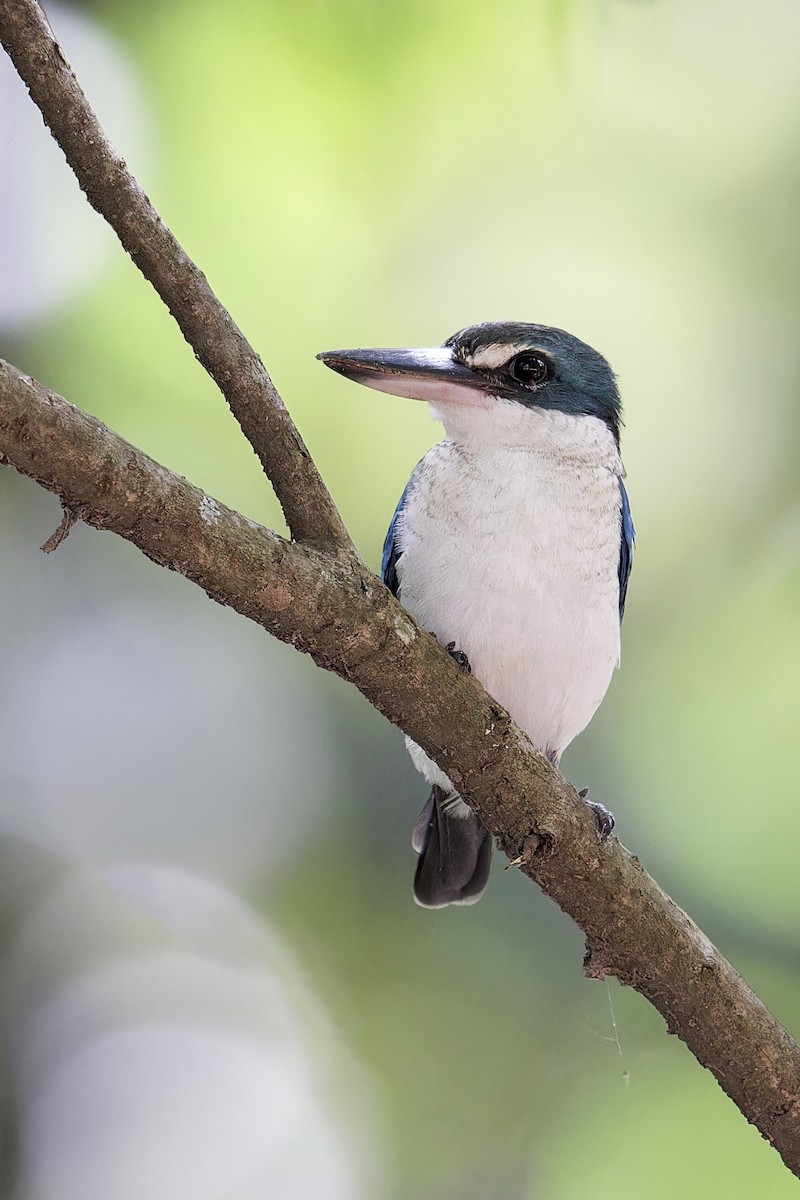 Collared Kingfisher - Se Chea