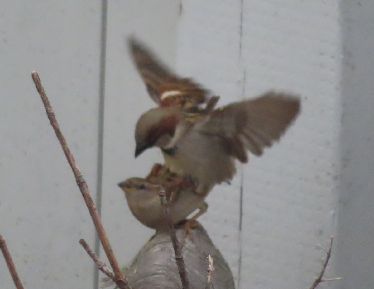 House Sparrow - Violet Kosack