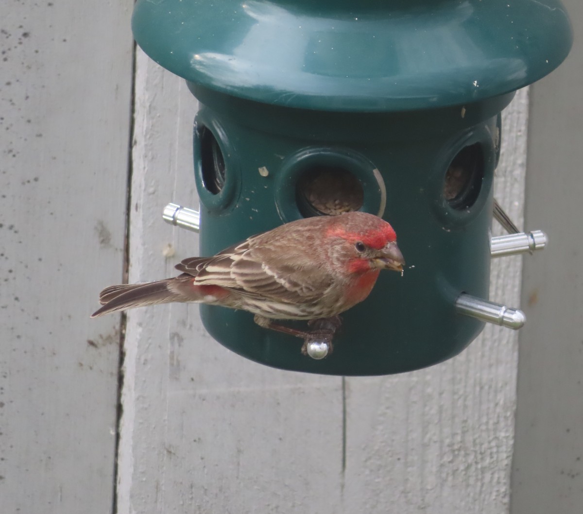 House Finch - Violet Kosack