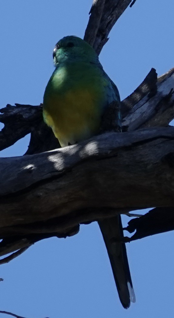 Red-rumped Parrot - ML619331022