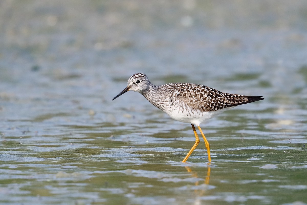 Lesser Yellowlegs - ML619331044