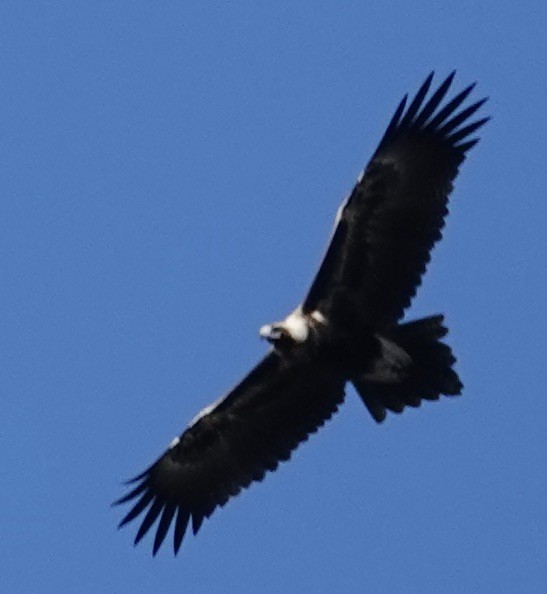 Wedge-tailed Eagle - Robert Morison and Joyce Ives