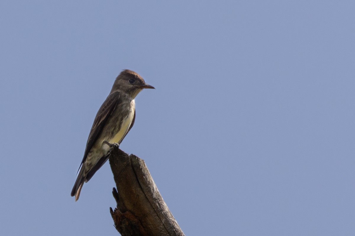 Olive-sided Flycatcher - Roger Kohn