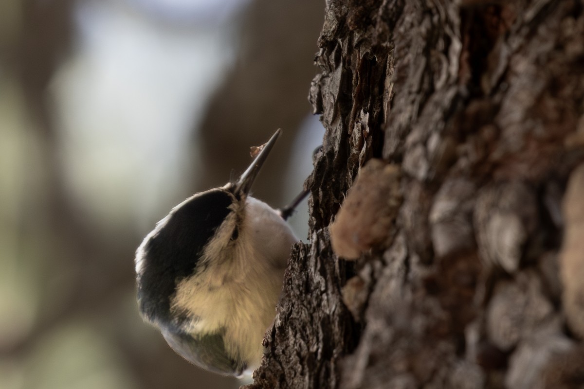 White-breasted Nuthatch - Roger Kohn