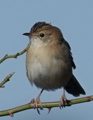 Golden-headed Cisticola - Robert Morison and Joyce Ives